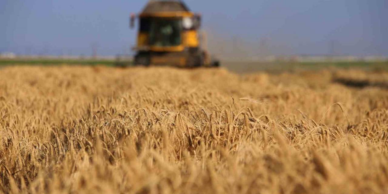 Tahıl Ambarında 2 Milyon 400 Bin Ton Buğday Rekoltesi Beklentisi