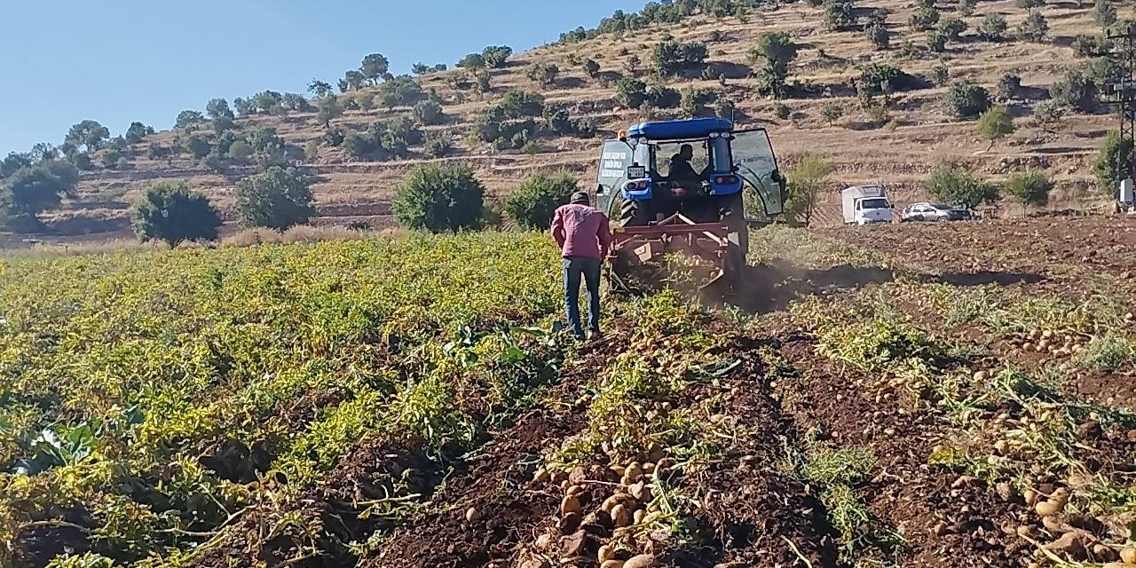Mardin’de 320 Dönüm Patates Tarlasında Günde 200-300 Ton Hasat Yapılıyor