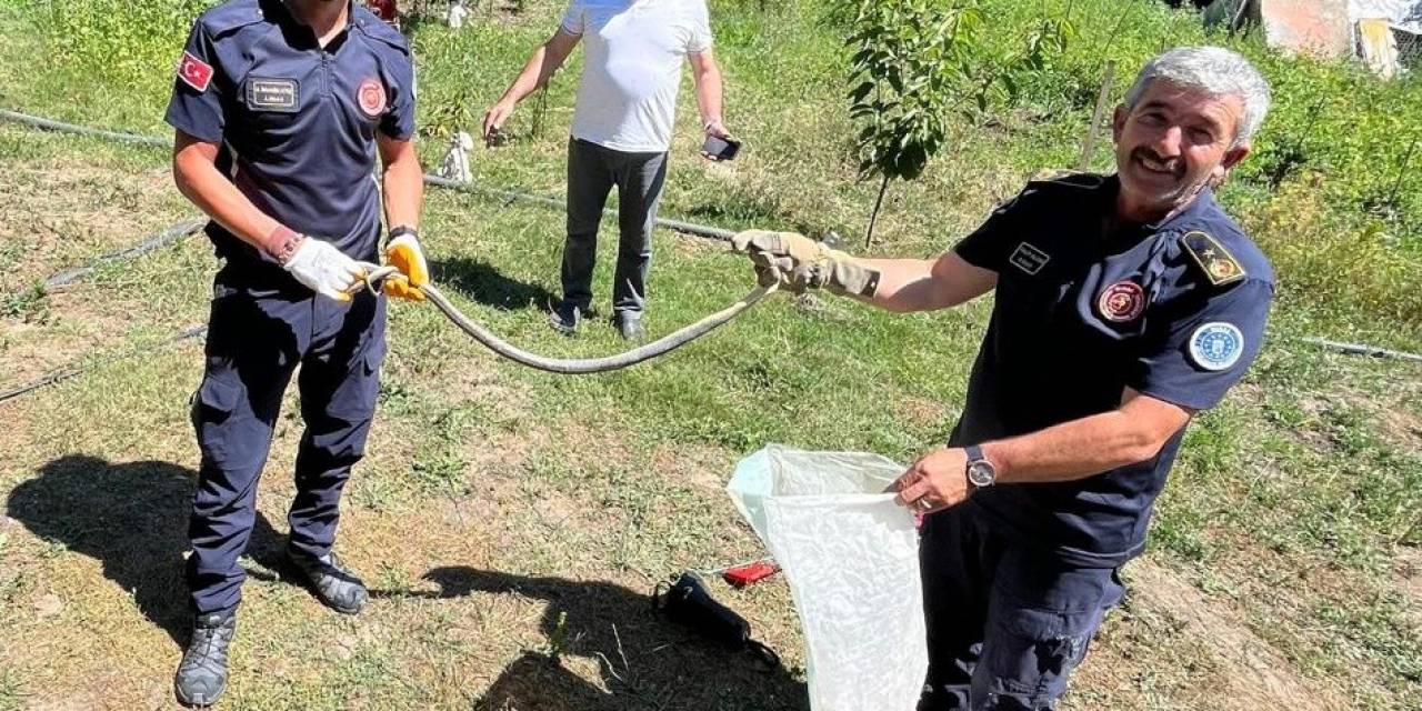 Zehirli Yılanı Eliyle Yakalayıp Pet Şişeye Böyle Koydu