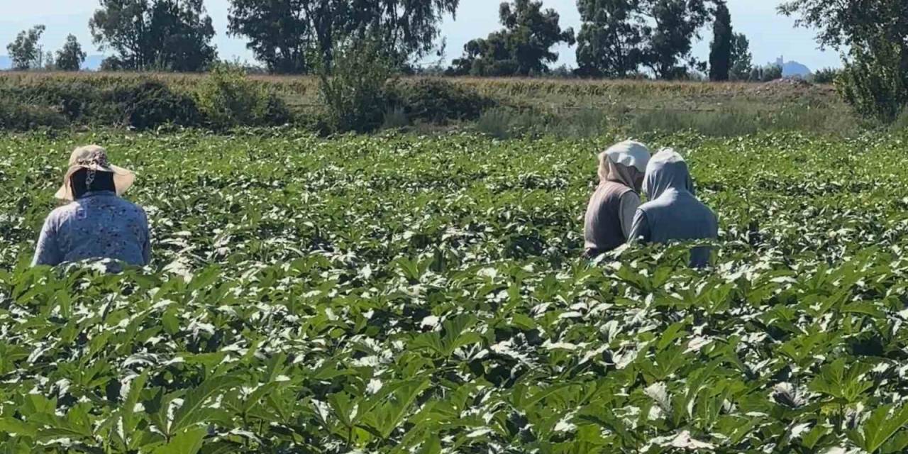 Osmaniye’de Bamya Hasadı Başladı