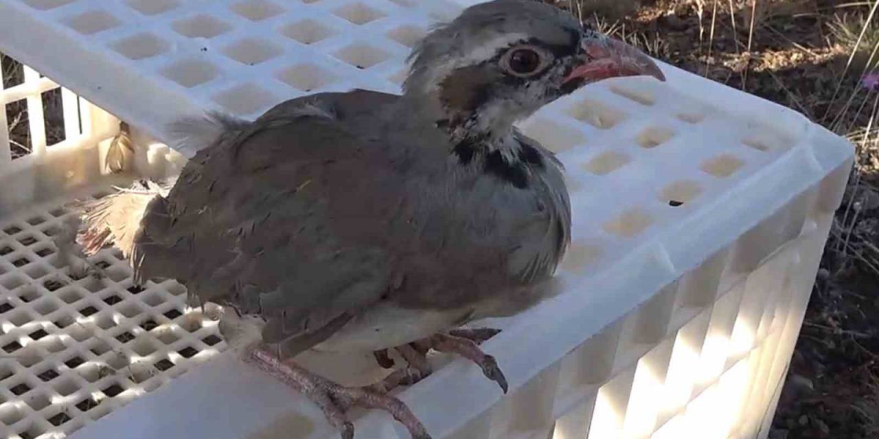 Kırıkkale’de ’kene Avcısı’ Yüzlerce Keklik Doğaya Bırakıldı