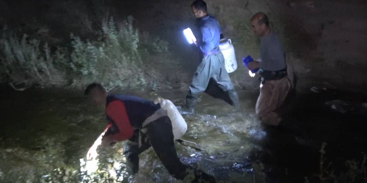 Kurbağa Avcılarının Gece Mesaisi