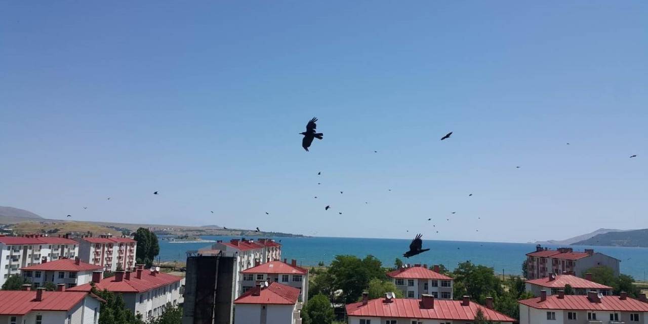 Kargalar Tatvan’ı Adeta İstila Etti