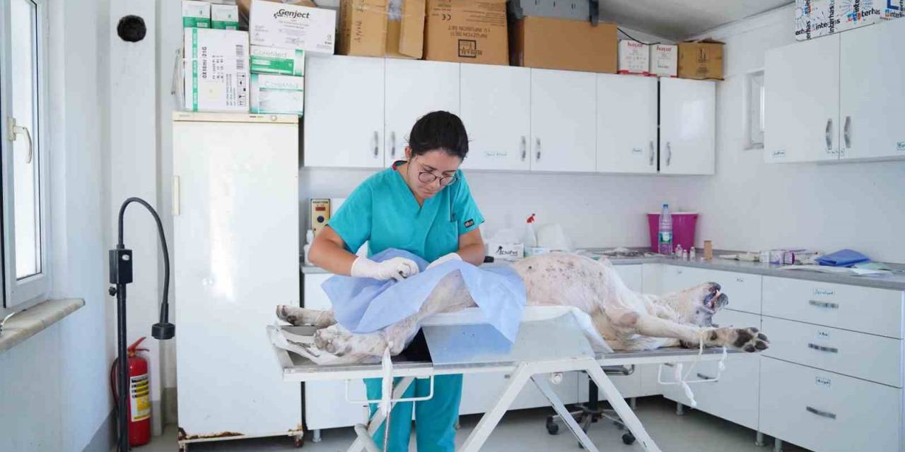 Ayvalık Belediyesi Sokaktaki Canların Yanında