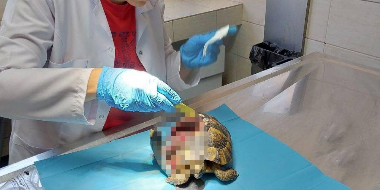 Yalova’da Kabuğu Kırılan Kaplumbağanın Tedavisi Yapıldı