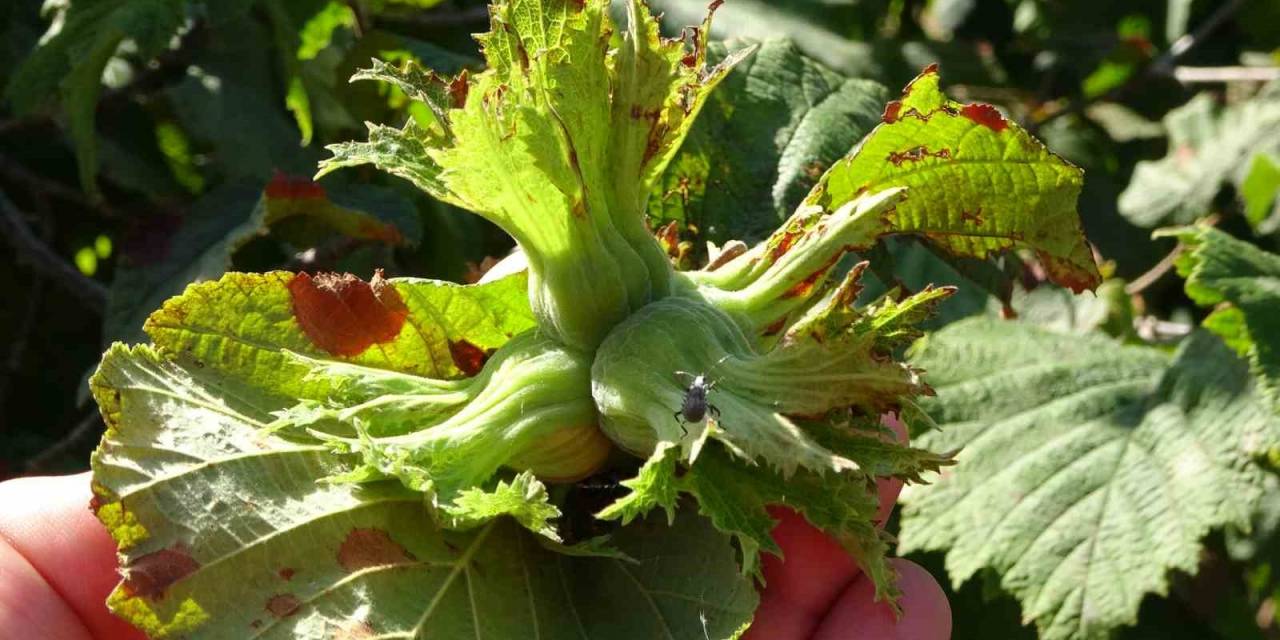 Ordu’da Fındık Toplama İşçi Ücreti 448 Tl Olarak Belirlendi