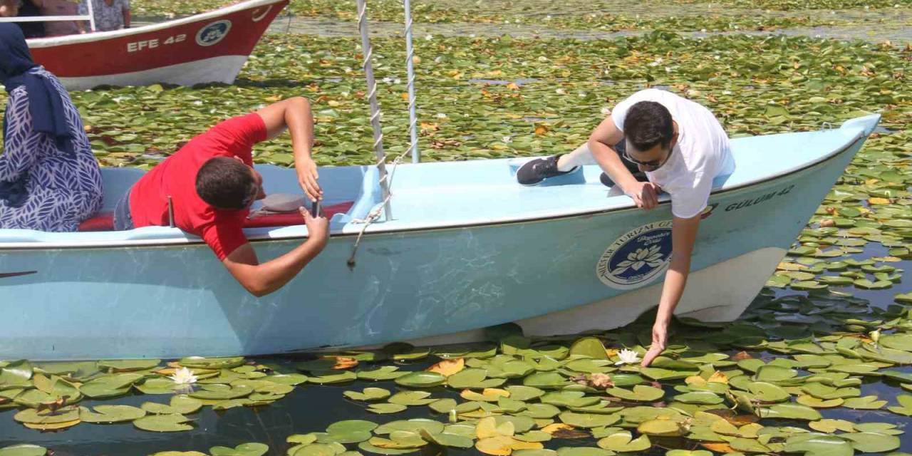 Konya’da Milli Parktaki Nilüfer Çiçeği Bahçesi Ziyaretçilerini Hayran Bırakıyor