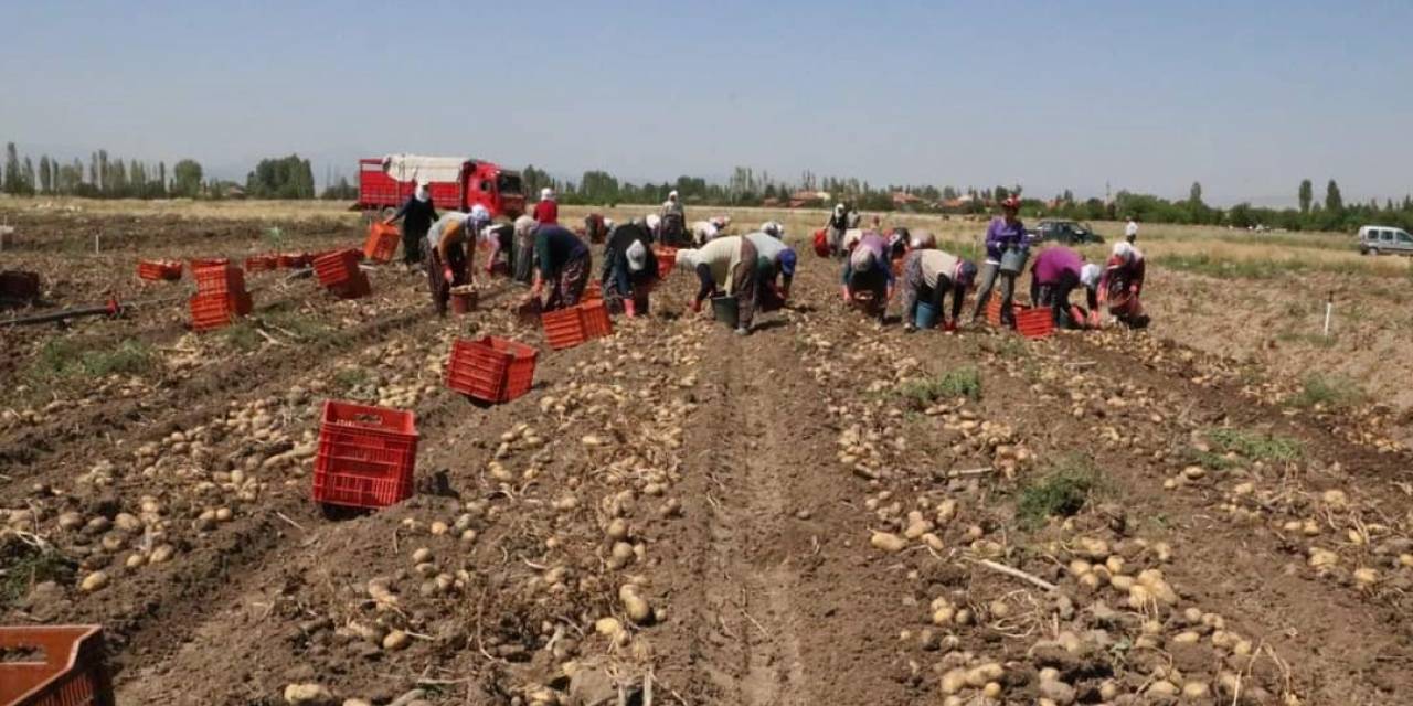 Hasadı Başlayan Patatesin Kilogram Fiyatı 9-11 Lira Arasında Satılıyor