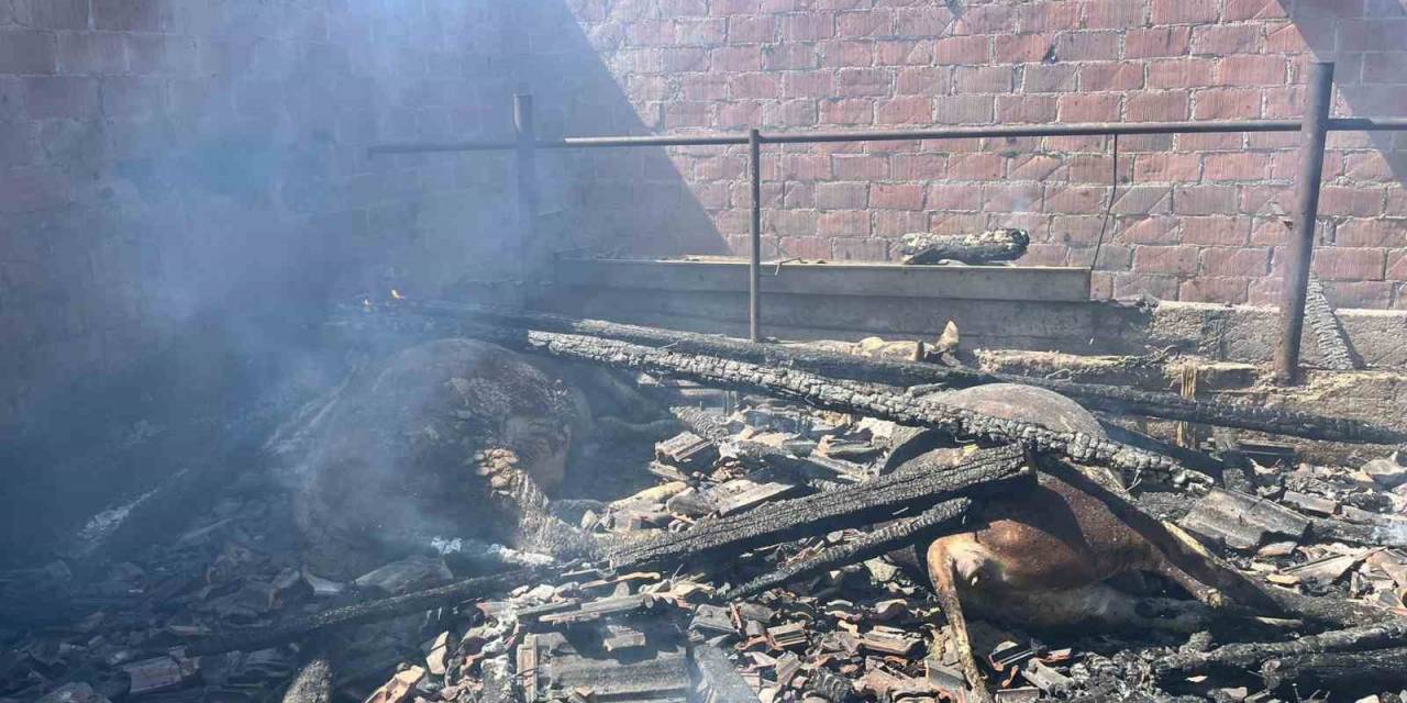 Küle Dönen Ahırda Hayvanlar Telef Oldu