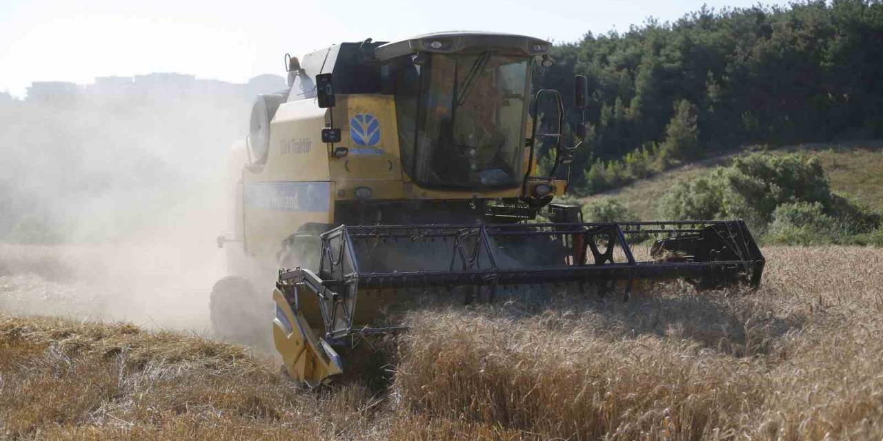 Kestel Belediyesi Türkiye’nin En Ucuz Ekmeği İçin Buğday Hasadını Yaptı