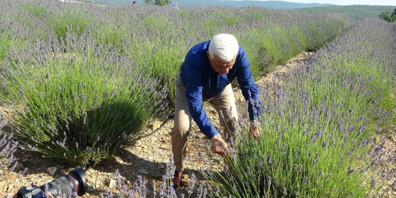 Muğla Büyükşehir Belediyesinden Lavanta Hasat Şenliği