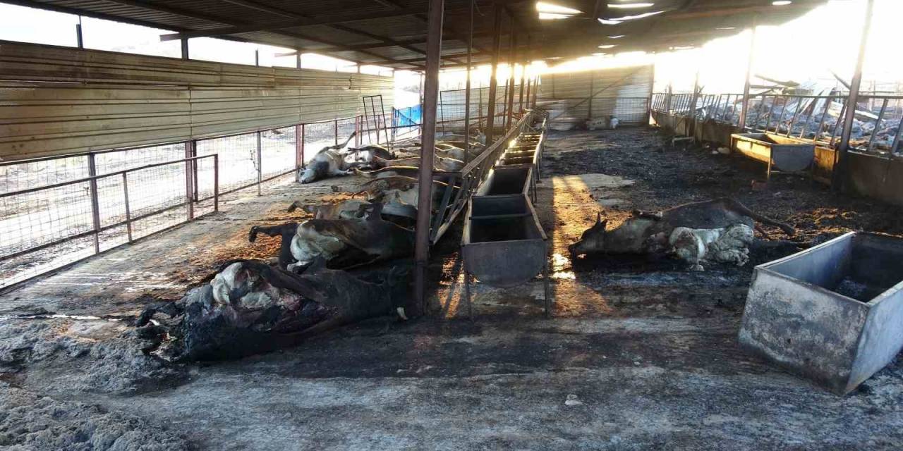 Çanakkale’deki Orman Yangınlarında Çiftlik Yandı, 13 Büyükbaş Ve 10 Küçükbaş Hayvanı Telef Oldu