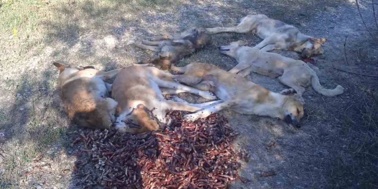 Bolu’da Yan Yana Sıralanmış 6 Köpek Ormanda Ölü Bulundu