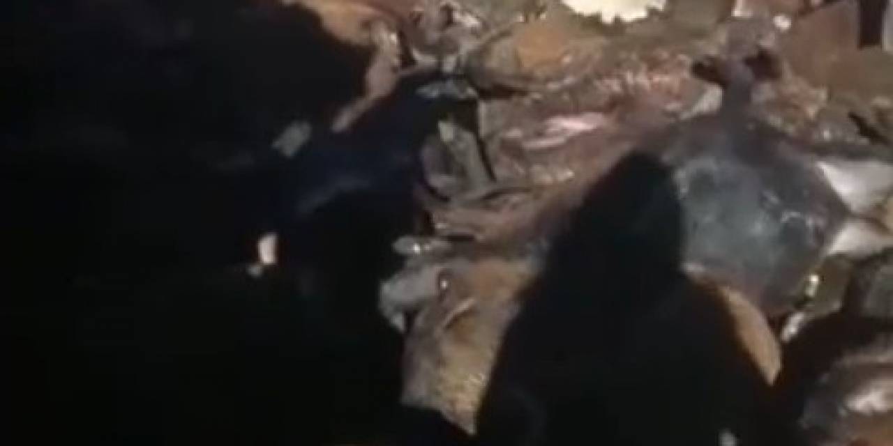 Kağızman’da Kurt Dehşeti