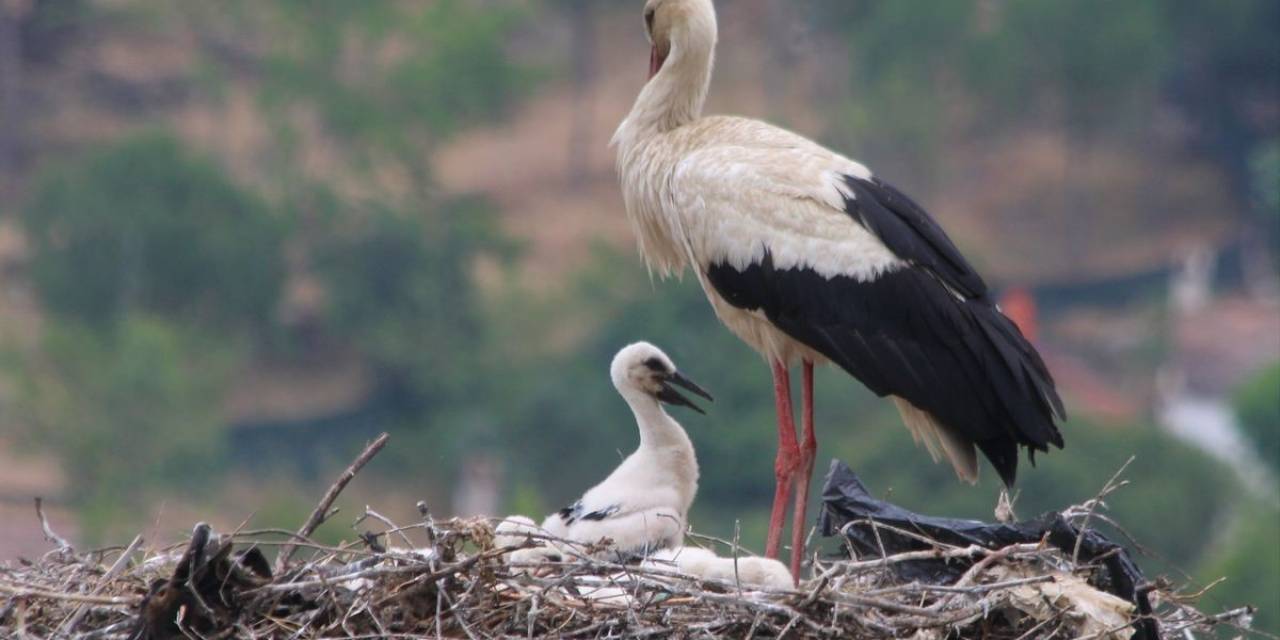Elektrik Telinden Taşınan Leylek Yuvasındaki Yavrular Yumurtalardan Çıktı