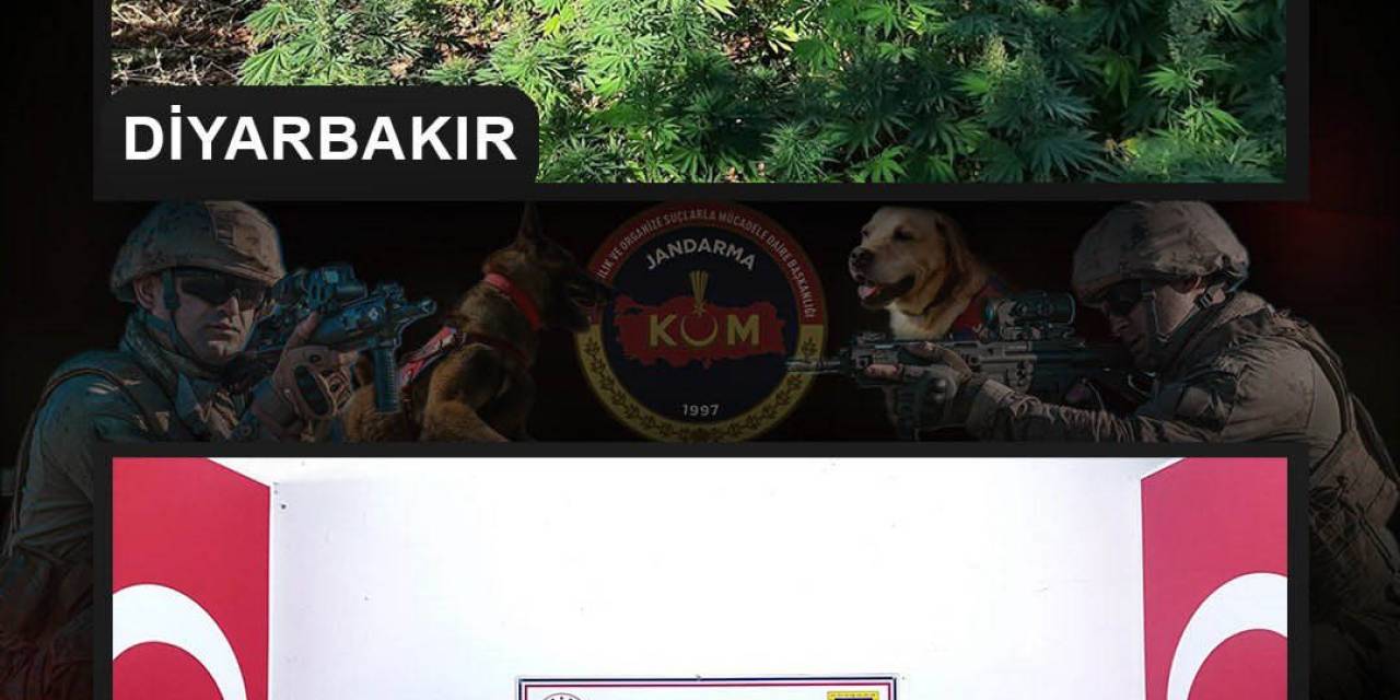 Diyarbakır’da Milyonlarca Kök Kenevir, Kilolarca Kubar Esrar Ele Geçirildi