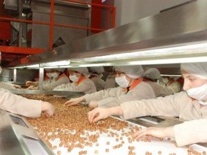 Fındık İhracatında Tüm Zamanların Rekoru Kırıldı