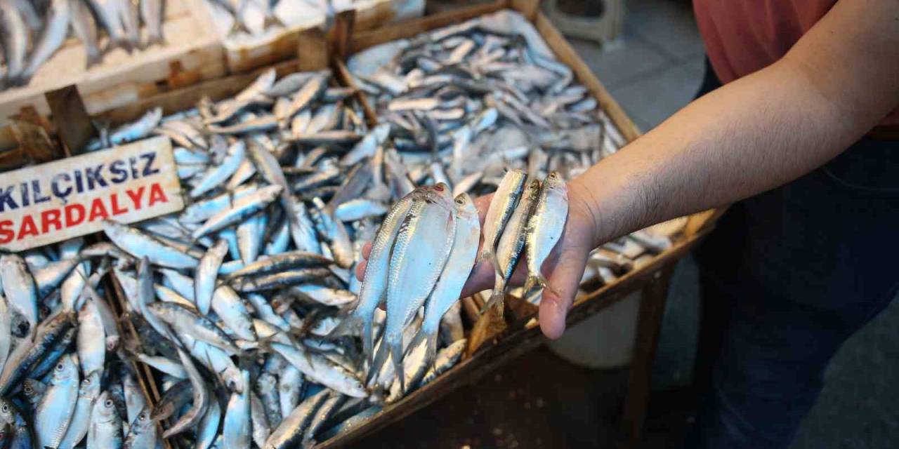 Akdeniz’de Sardalya Alarmı