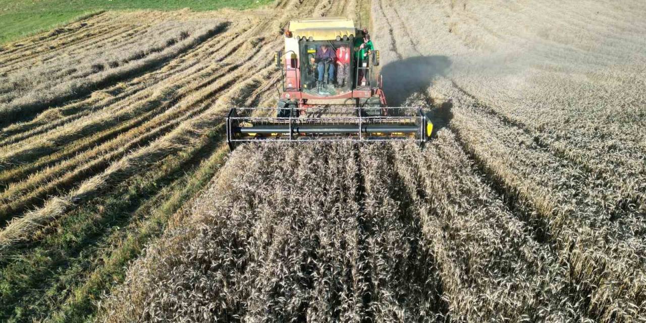 Kozluca’da Hasat Şenliği