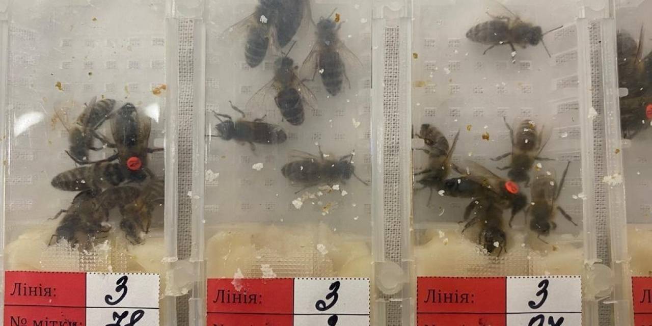 Sabiha Gökçen Havalimanı’ında Bin 230 Adet Canlı Arı Ele Geçirildi