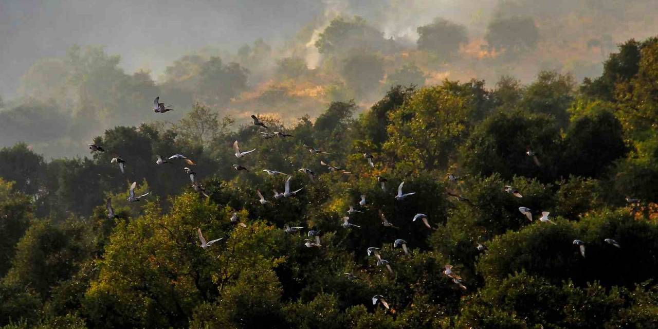 Orman Yangınları Fotoğraf Karelerinde