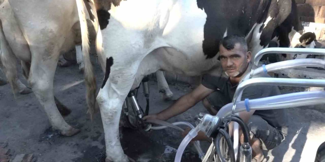 İneklerinin Sütünü Yanan Hayvan Damından Başka Yerde Sağamıyor