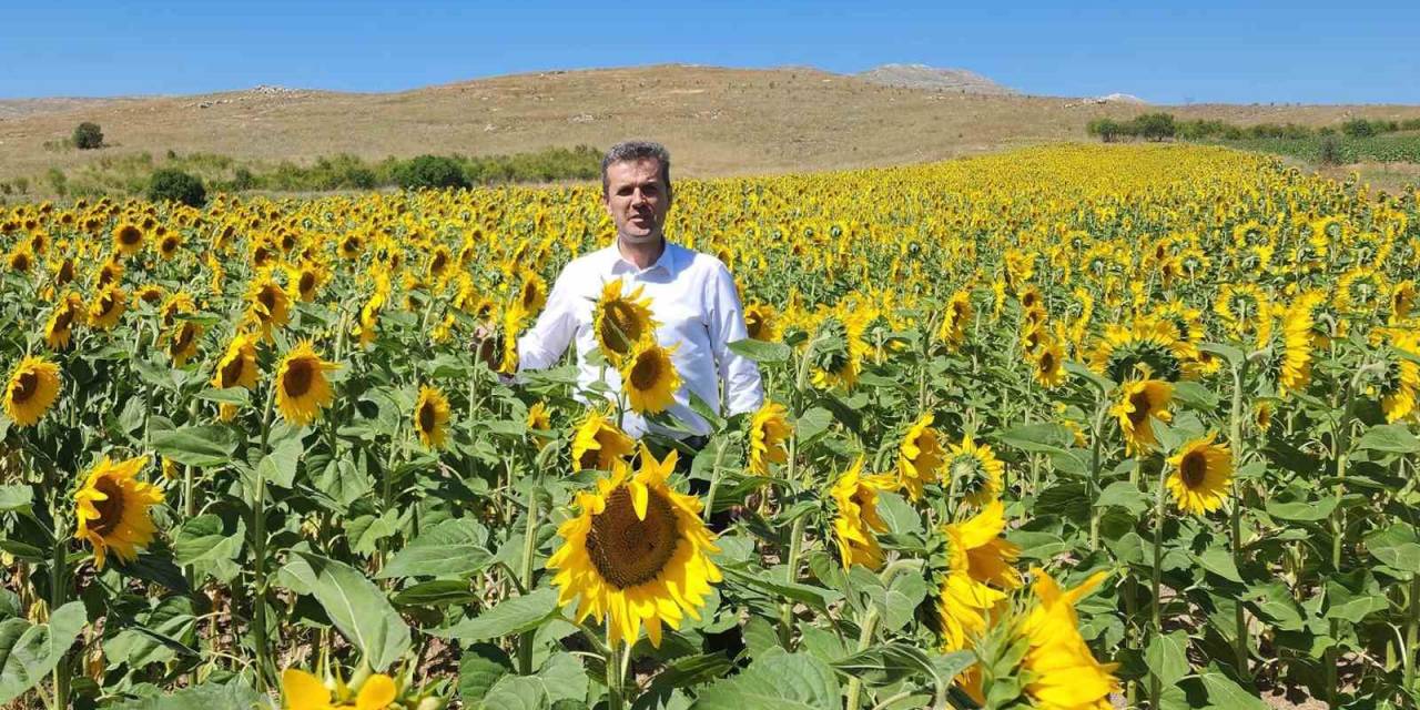 Yağlık Ayçiçek Afyonkarahisar’da Yaygınlaştırılıyor