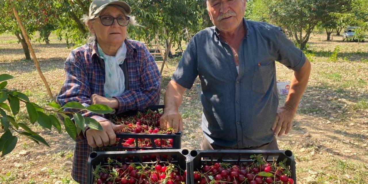 Vişne Fiyatı Üreticisini Sevindirdi