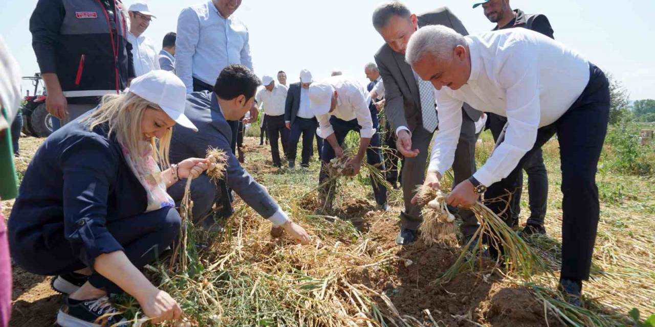 Dünyaca Ünlü Taşköprü Sarımsağının Hasadı Devam Ediyor