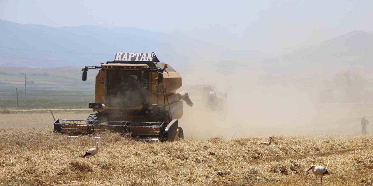 Gökhöyük’te Buğday Hasadı Bereketli Başladı: 5 Bin Ton Üretim Bekleniyor