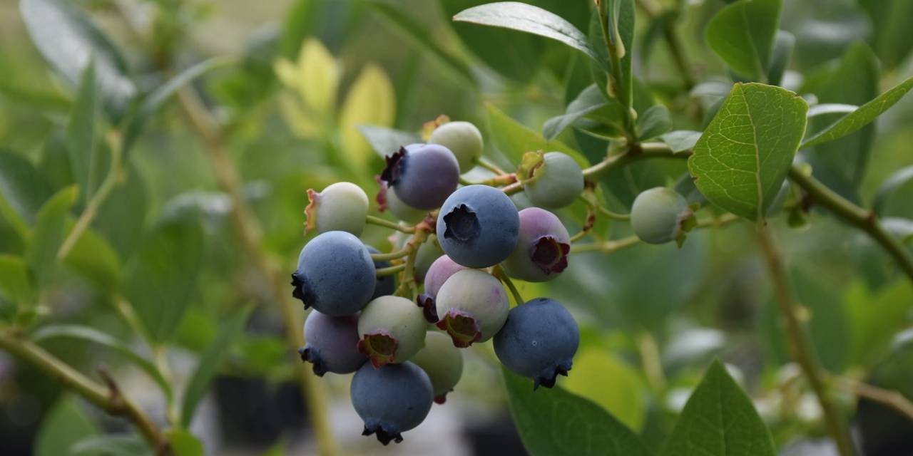 Sinop’ta İlk Defa Dikilen Yaban Mersininde İhracat Hedefi