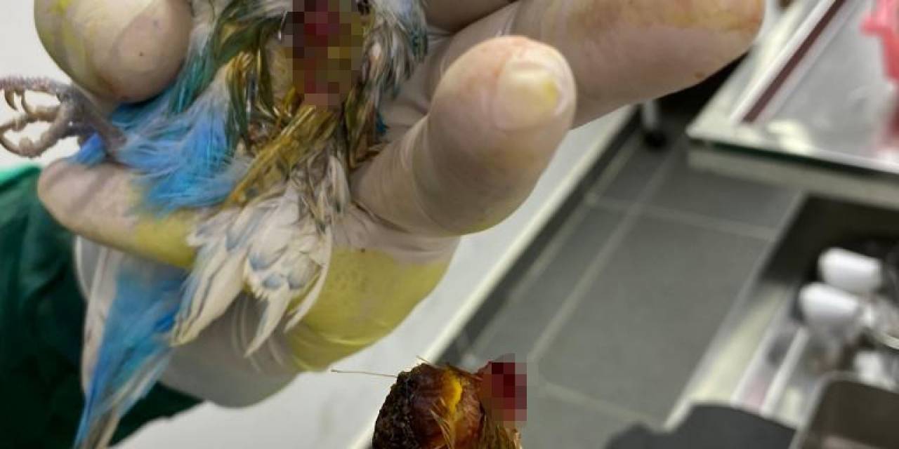 Muhabbet Kuşunun Kanadından Fındık Büyüklüğünde Tümör Alındı