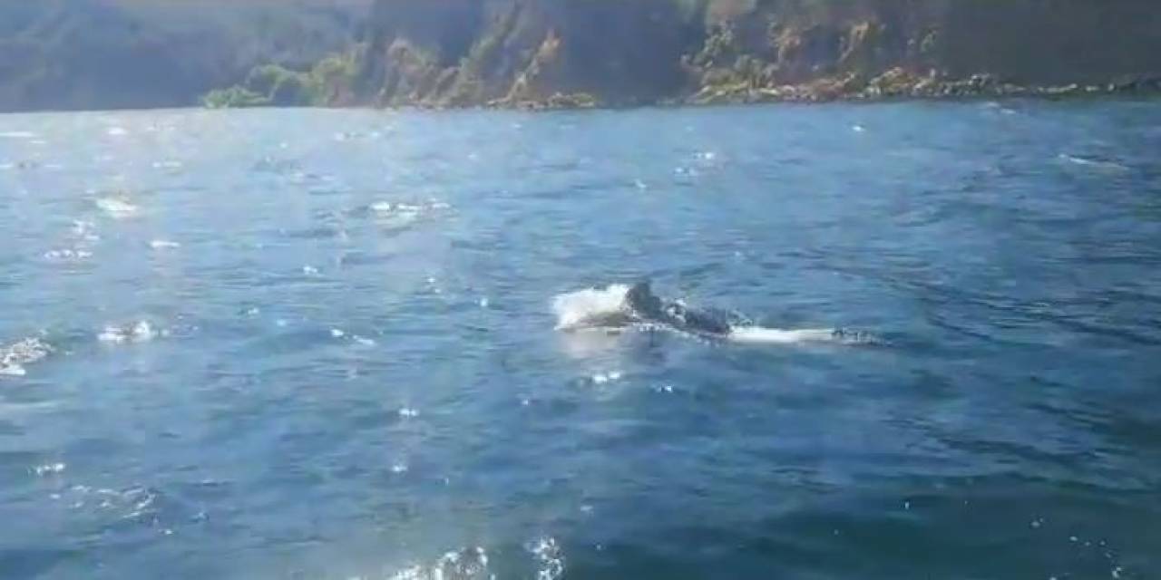 Yunuslar Tekneyle Yarışırken Görüntülendi