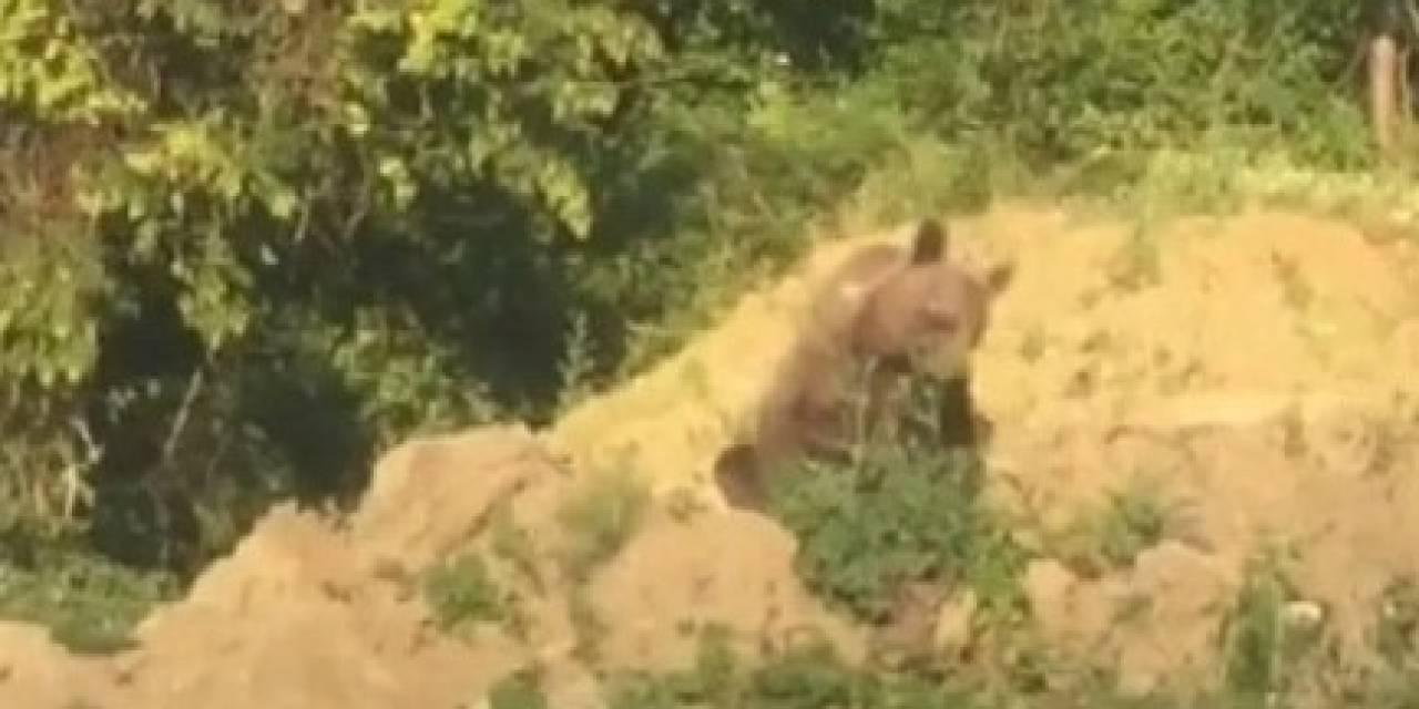 Sinop’ta Ayı Kameraya Yakalandı