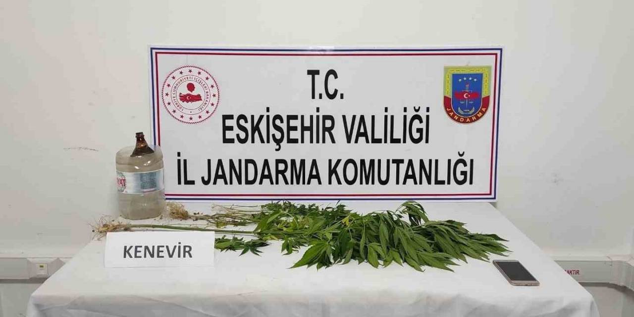 Mezarlığa Kenevir Eken Şahıs Yakayı Ele Verdi