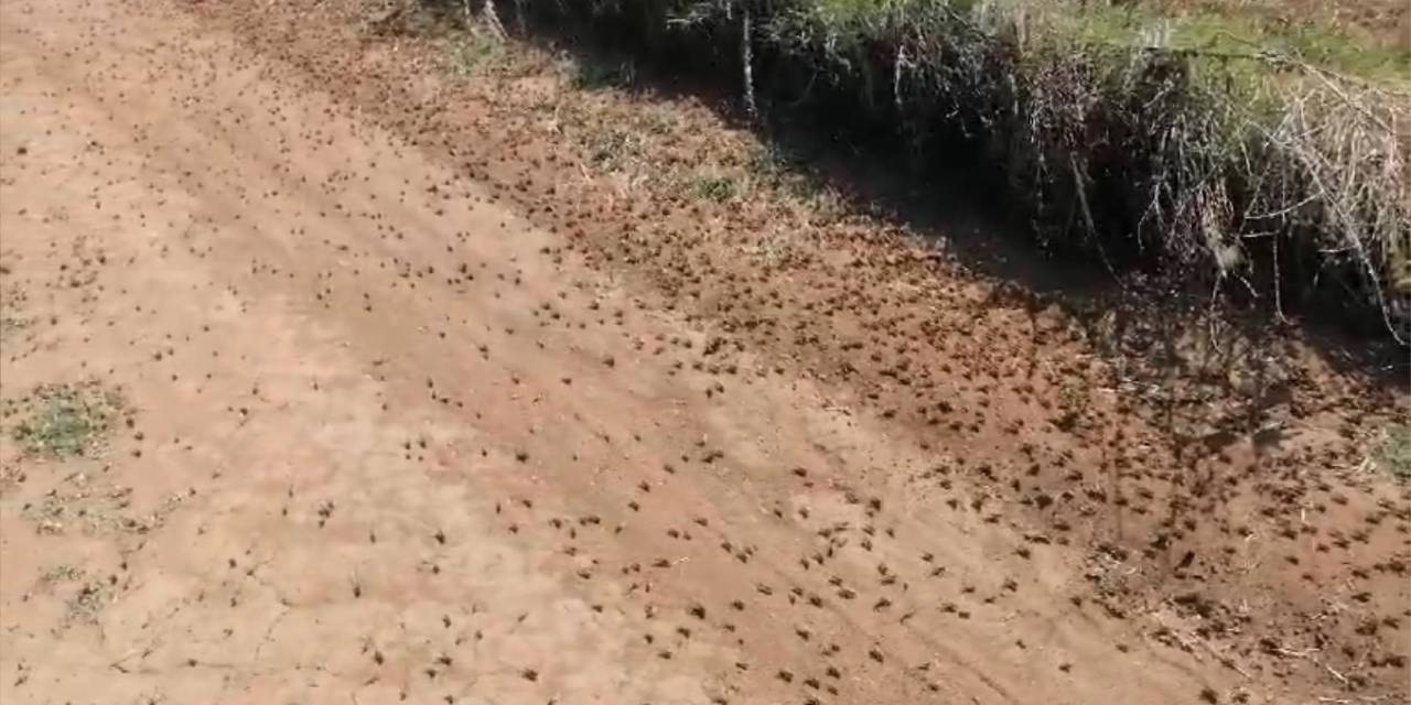 Tekirdağ’da Çiftçilerin Korkulu Rüyası Olan Çekirgeler Tarım Arazilerine Zarar Veriyor
