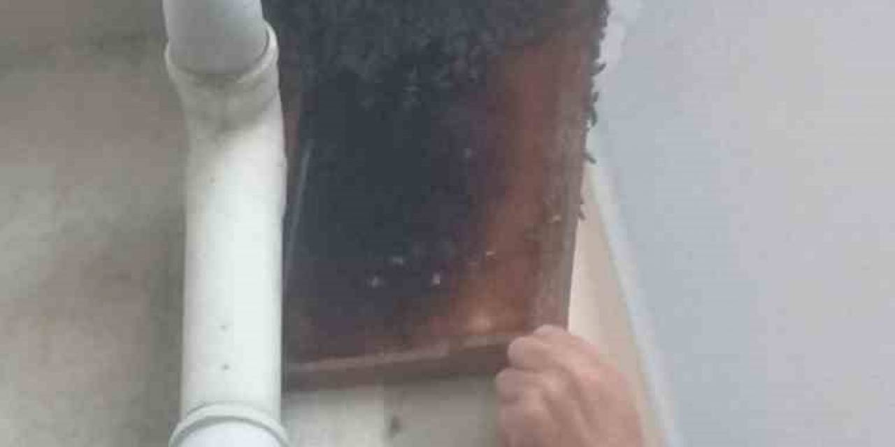 Kovandan Firar Eden Binlerce Arı, Apartmanın Balkonuna Oğul Yaptı