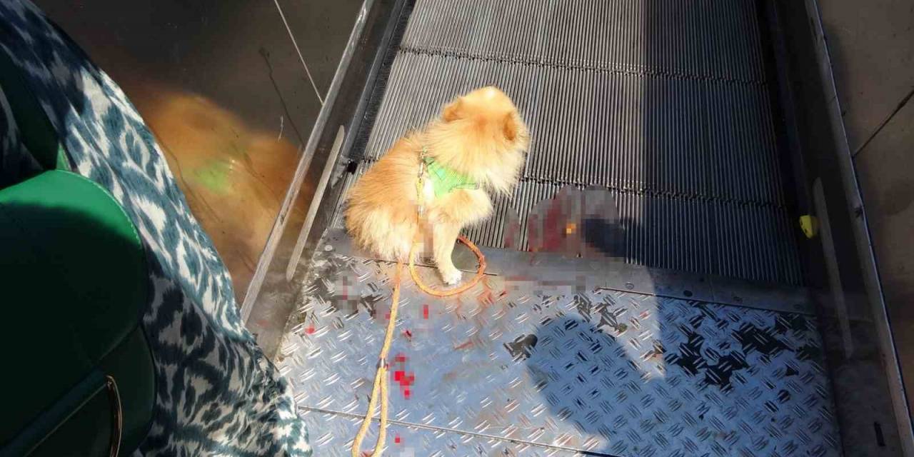 Taksim’de Köpek Yürüyen Merdivene Sıkıştı