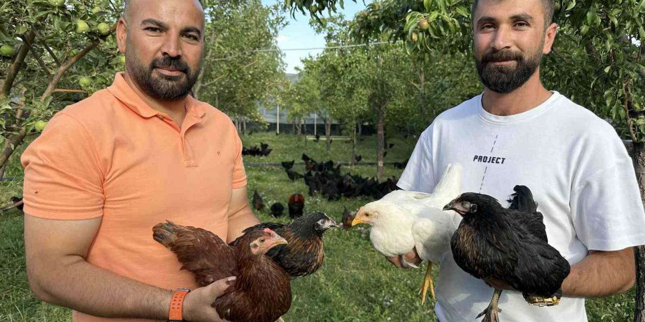 8 Civcivle İşe Başlayan 4 Öğretmen Bin 200 Tavuklu Çiftlik Kurdu