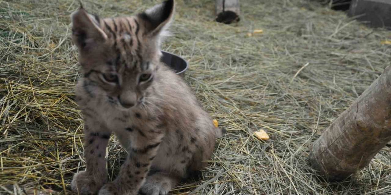 Kars’ta Yavru Vaşak Bakım Merkezinin Sembolü Oldu