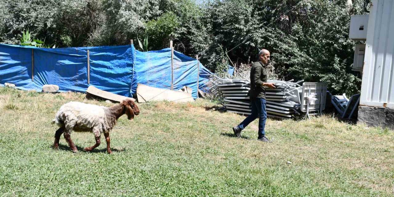 Düğünde Kesilmemek İçin Sahibinin Elinden Kaçan Koyun Onunla Dost Oldu