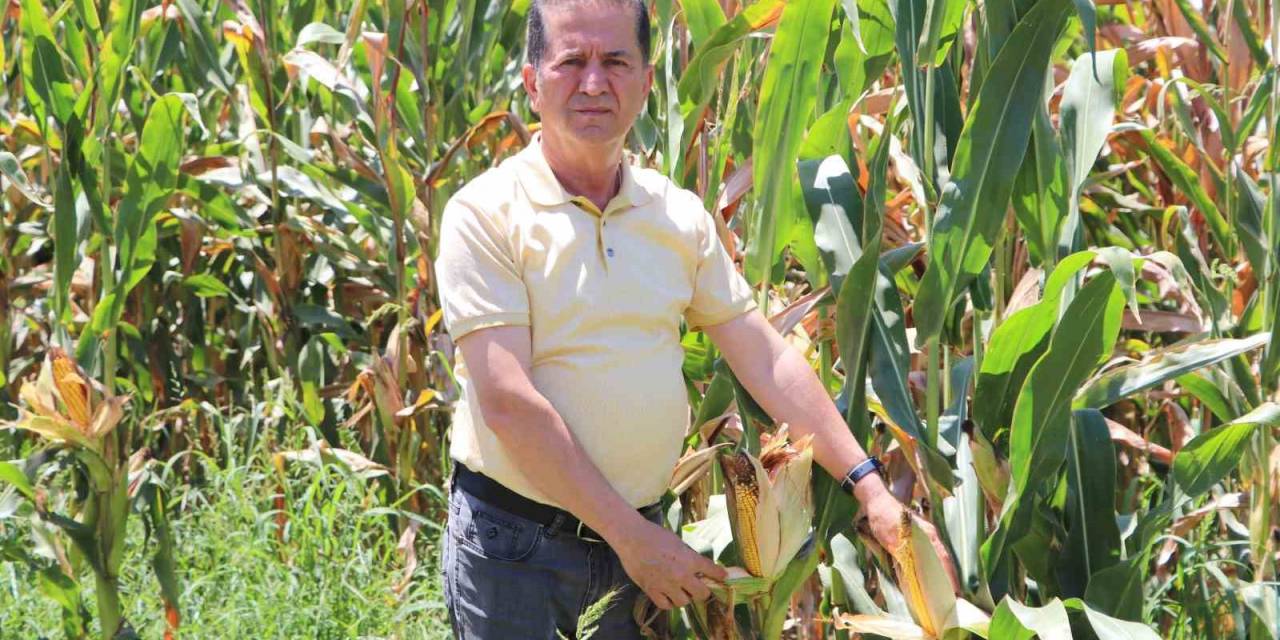 Mısır Çiftçinin Yüzünü Güldürecek