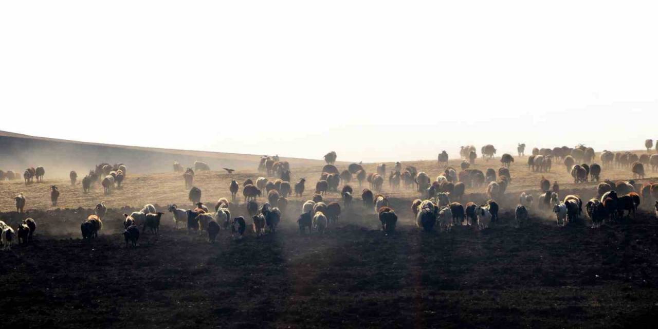 Dap’ın Reçetesinin Başında Hayvancılık Var