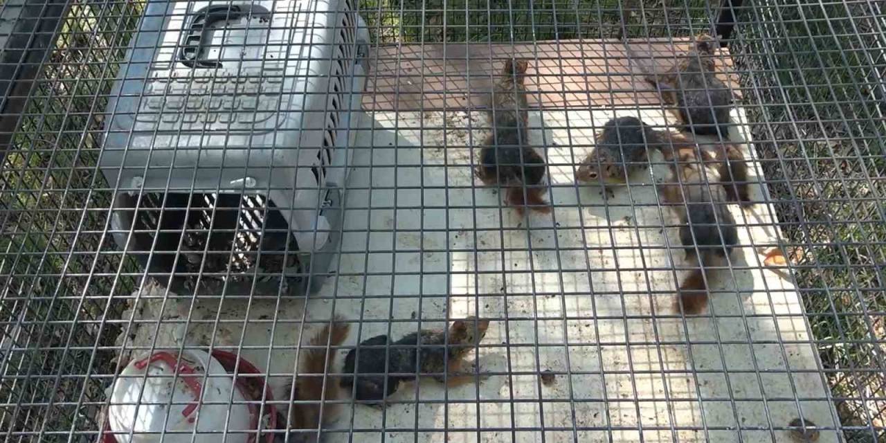 Koruma Altındaki Anadolu Sincaplarını Kafeste Tutan Şahsa Para Cezası