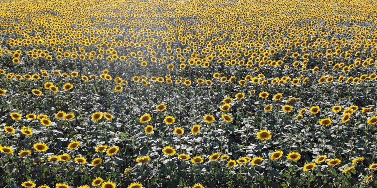 Edirne’de Ayçiçeğinde Yüksek Rekolte Bekleniyor