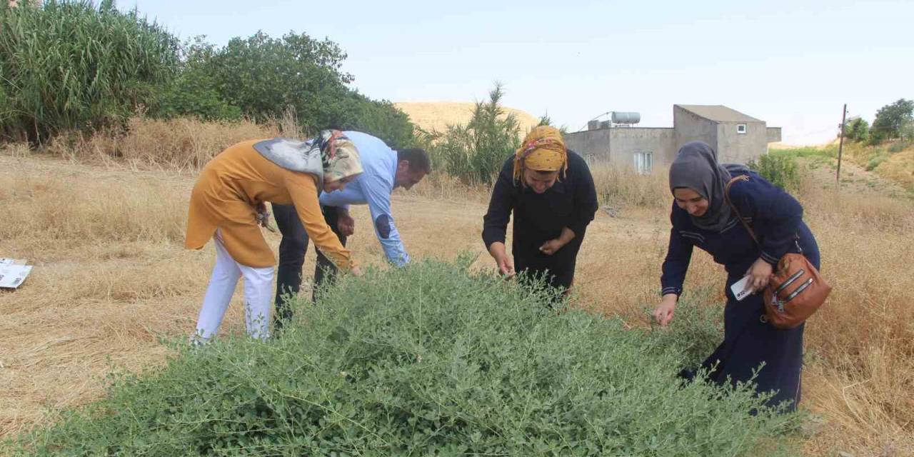 Batman’da ’kapari’ Bitkisi Kadınların Geçim Kaynağı Oldu