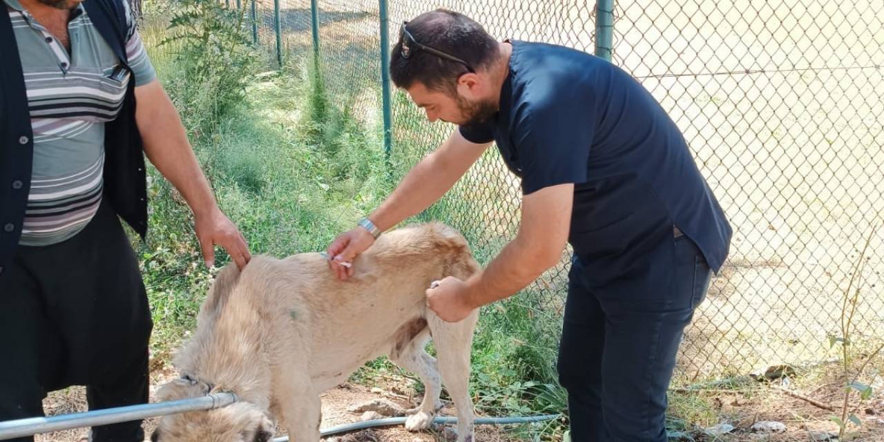Osmaniye’de, Yaylalardaki Yaralı Sokak Hayvanları Tedavi Edildi