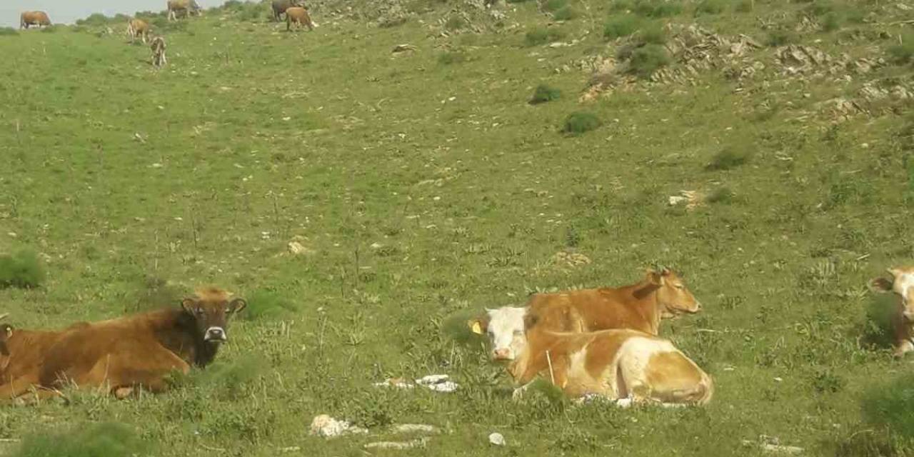 Gevaş’ta 15 Büyükbaş Hayvan Kayboldu