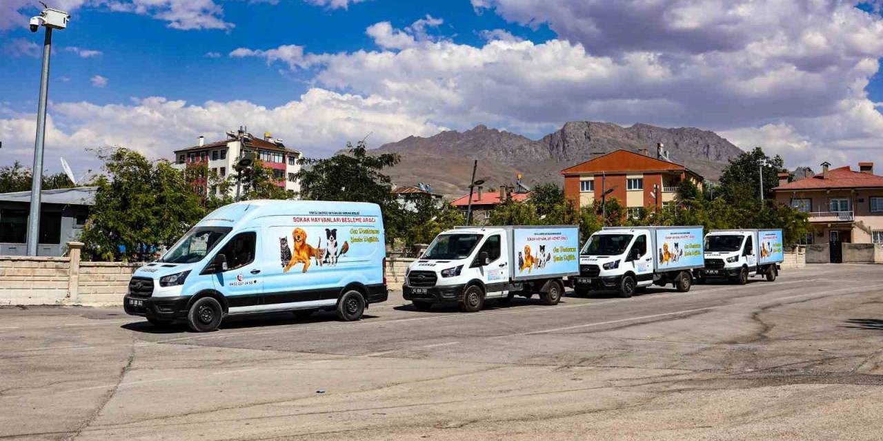 Van Sahipsiz Hayvanlar Birliği Sokak Hayvanları İçin Çalışıyor
