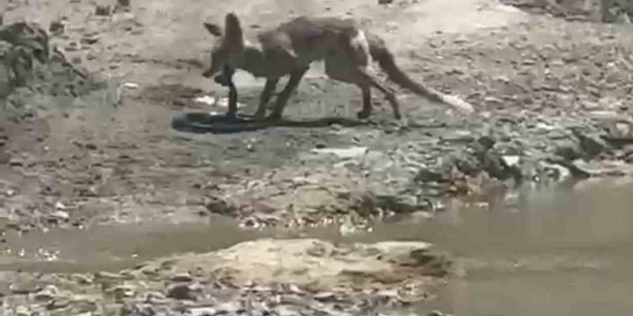 Tilki İle Yılanın Yaşam Savaşı